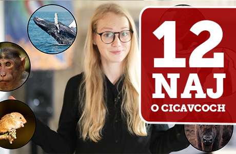 12 NAJ o cicavcoch - Vedecké okienko január 2021