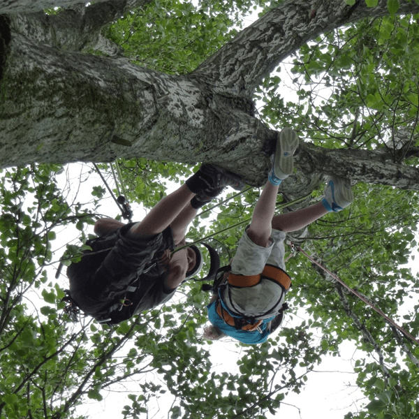 Deň s arboristami v Lamači