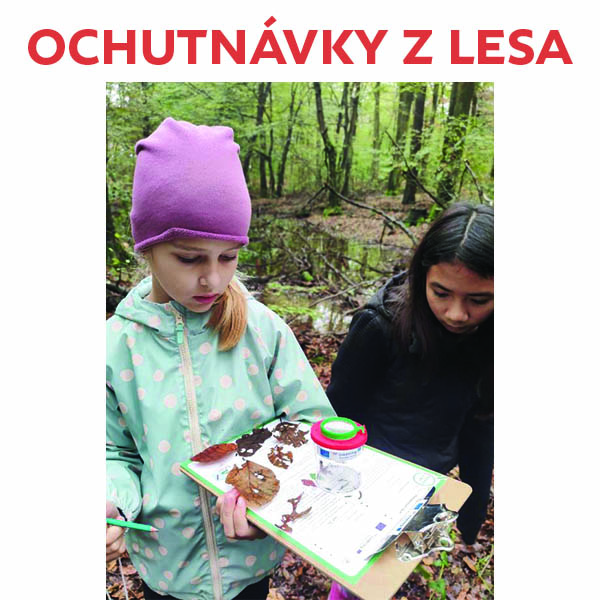 Ochutnávky z lesa
