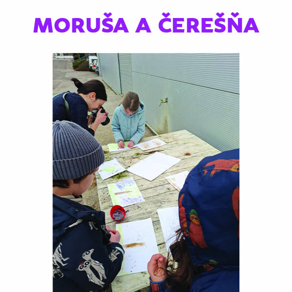 Moruša a čerešňa