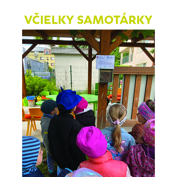 Včielky samotárky v našej záhrade